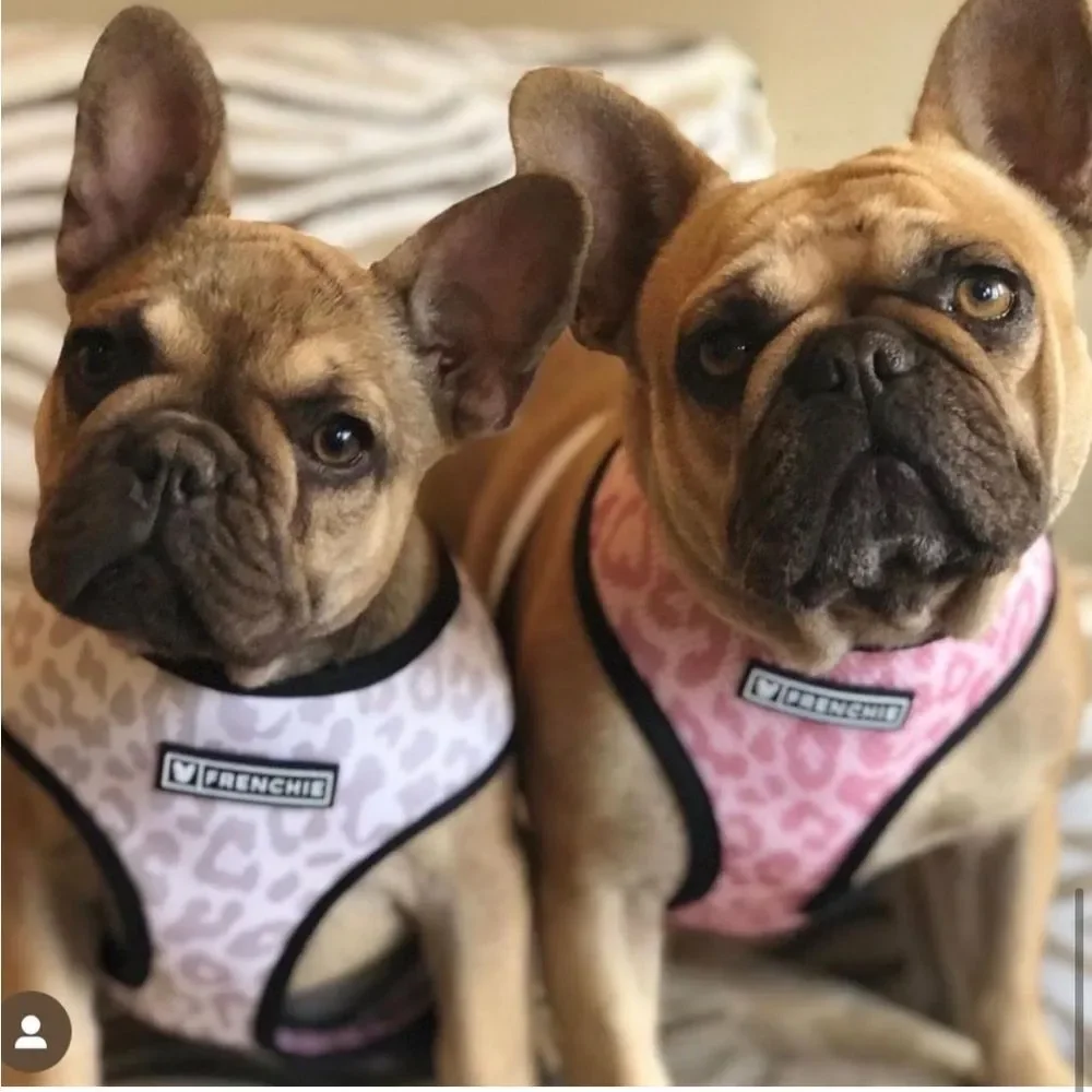 Frenchie Harness
